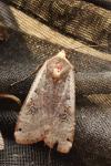 Noctua pronuba