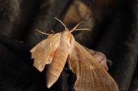 Laothoe populi
