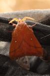 Odonestis pruni