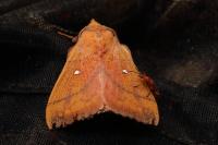 Odonestis pruni