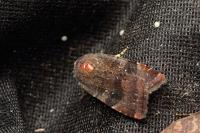 Noctua janthe/janthina