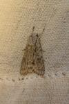 Acronicta aceris