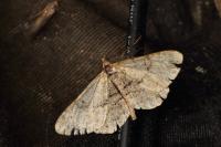Peribatodes rhomboidaria