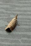 Chrysocrambus linetella