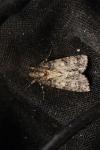 Acronicta rumicis