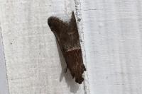 Acrobasis marmorea