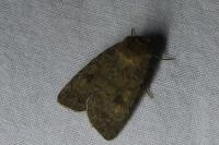 Caradrina morpheus
