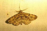 Peribatodes rhomboidaria