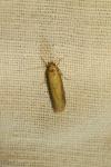 Oncocera semirubella