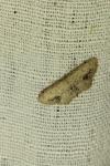 Idaea dimidiata
