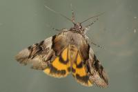 Catocala fulminea