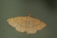 Paracolax tristalis