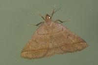 Zanclognatha lunalis