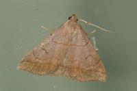 Zanclognatha lunalis