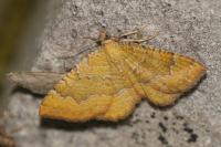 Camptogramma bilineata