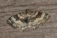Epirrhoe alternata