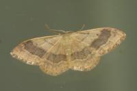 Idaea aversata