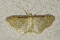 Idaea fuscovenosa