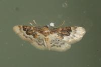 Idaea rusticata