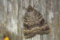 Amphipyra berbera