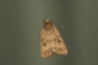 Caradrina morpheus