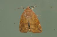 Cosmia affinis