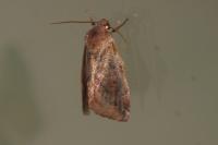 Cosmia pyralina
