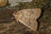 Hoplodrina octogenaria