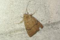 Hoplodrina octogenaria