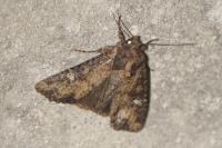 Mesapamea secalella/secalis
