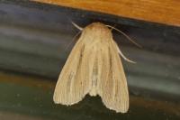 Mythimna impura