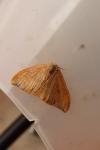 Watsonalla binaria