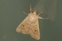 Mythimna vitellina