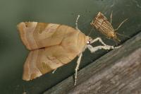 Noctua fimbriata