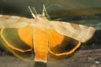 Noctua fimbriata
