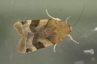 Noctua fimbriata