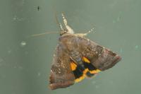 Noctua janthina