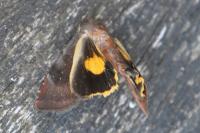 Noctua janthina