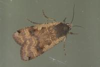 Noctua pronuba