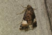 Tyta luctuosa