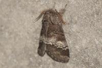 Drymonia querna
