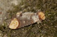 Phalera bucephala