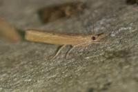 Pediasia contaminella