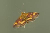 Pyrausta aurata