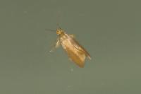 Crassa unitella