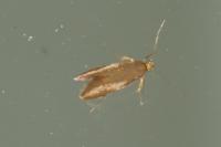 Crassa unitella