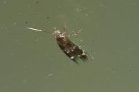Mompha subbistrigella