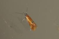 Batia lunaris