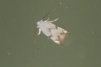 Pseudopostega crepusculella