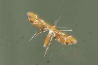 Cnaemidophorus rhododactylus
